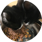 ペットシッター|黒白模様のねこが餌を食べている画像