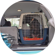 受診代行・送迎|黒い犬がゲージに入れられて車に乗っている画像