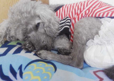 おむつを履いたグレーの犬が寝ている写真