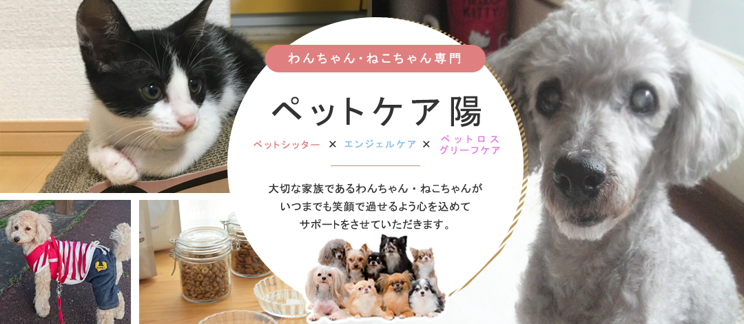 犬・猫専門のペットシッター